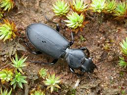 Attēlu rezultāti vaicājumam “Broscus cephalotes”