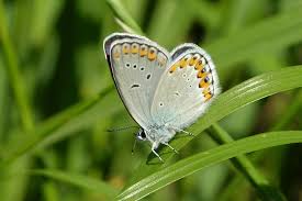Attēlu rezultāti vaicājumam “Plebejus argyrognomon”
