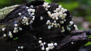 Attēlu rezultāti vaicājumam “Craterium minutum young”