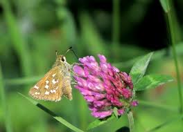 Attēlu rezultāti vaicājumam “Hesperia comma underside”