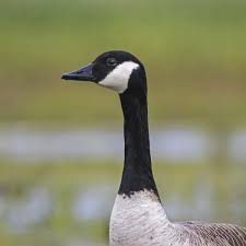 Attēlu rezultāti vaicājumam “Anseriformes”