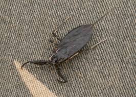 Attēlu rezultāti vaicājumam “Nepa cinerea nymph”