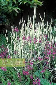 Attēlu rezultāti vaicājumam “Holcus mollis”