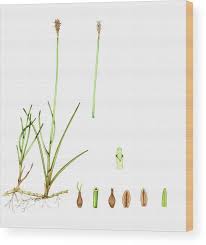 Attēlu rezultāti vaicājumam “Carex dioica”