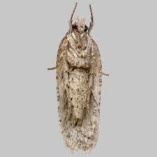 Attēlu rezultāti vaicājumam “Agonopterix alstromeriana”