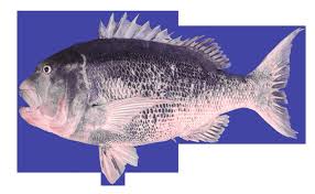 Image result for Cymatoceps nasutus