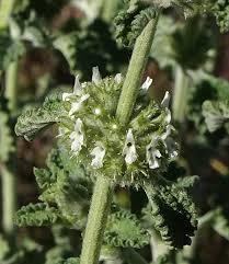 Image result for Marrubium vulgare