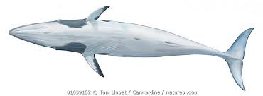 Image result for Balaenoptera acutorostrata
