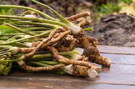 Attēlu rezultāti vaicājumam “Armoracia rusticana”