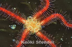 Attēlu rezultāti vaicājumam “Ophiotheca sp.”