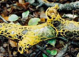 Attēlu rezultāti vaicājumam “Leocarpus fragilis spores”