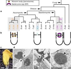Attēlu rezultāti vaicājumam “Ascomycota”