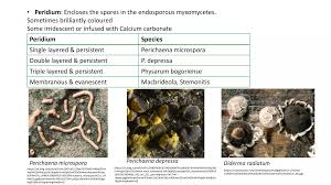 Attēlu rezultāti vaicājumam “Comatricha elegans var. microspora spores”