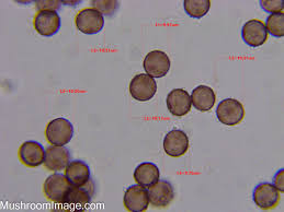 Attēlu rezultāti vaicājumam “Physarum leucophaeum sessile”