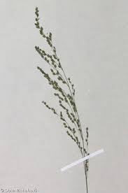 Attēlu rezultāti vaicājumam “Glyceria striata fruit”