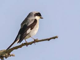 Image result for Lanius minor