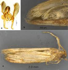 Attēlu rezultāti vaicājumam “Plodia interpunctella”
