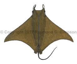 Image result for Mobula tarapacana