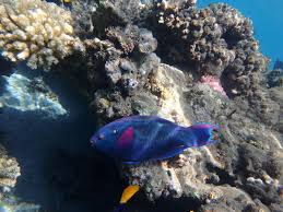 Image result for Scarus niger