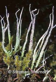 Attēlu rezultāti vaicājumam “Cladonia cornuta”