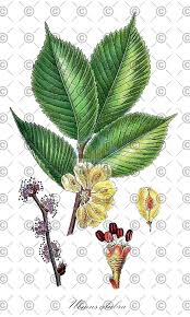 Attēlu rezultāti vaicājumam “Ulmus glabra fruit”