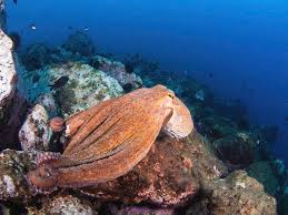 Image result for Octopus vulgaris