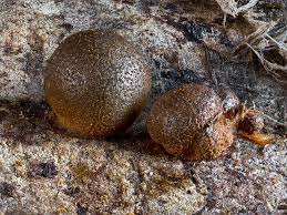 Attēlu rezultāti vaicājumam “Lycogala succineum”