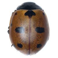 Attēlu rezultāti vaicājumam “Coccinellidae”