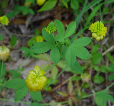 Attēlu rezultāti vaicājumam “Trifolium aureum leaf”