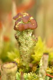 Attēlu rezultāti vaicājumam “Cladonia coccifera”