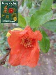 Attēlu rezultāti vaicājumam “Lythraceae”