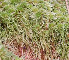 Attēlu rezultāti vaicājumam “Sphagnum girgensohnii”