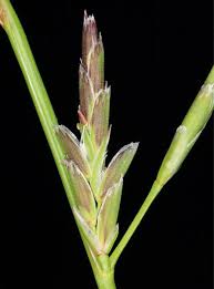 Attēlu rezultāti vaicājumam “Glyceria lithuanica”