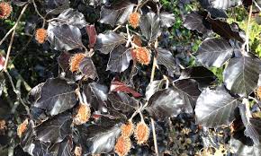 Attēlu rezultāti vaicājumam “Fagus sylvatica fo. purpurea fruit”