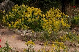 Image result for Isatis tinctoria