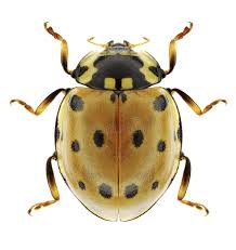 Attēlu rezultāti vaicājumam “Anatis ocellata”