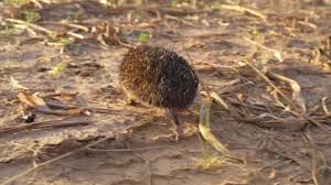 Attēlu rezultāti vaicājumam “Erinaceus sp.”