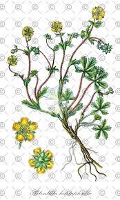 Attēlu rezultāti vaicājumam “Potentilla erecta fruit”