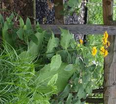 Attēlu rezultāti vaicājumam “Telekia speciosa bud”