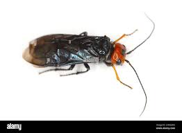 Attēlu rezultāti vaicājumam “Acantholyda erythrocephala”