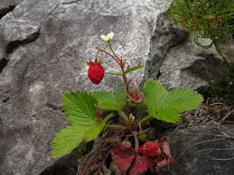 Image result for Rosengewächse