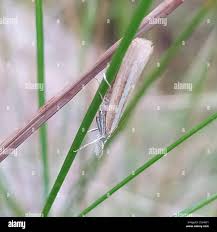 Attēlu rezultāti vaicājumam “Agriphila selasella”