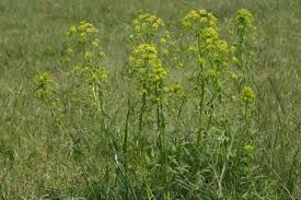 Attēlu rezultāti vaicājumam “Euphorbia virgata leaf”