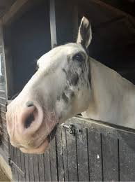 Image result for Cranleigh School Stables