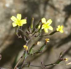 Attēlu rezultāti vaicājumam “Mycelis muralis flower”