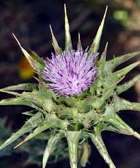 Image result for Silybum marianum