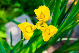 Attēlu rezultāti vaicājumam “Iris pseudacorus flower”