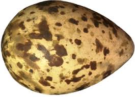 Attēlu rezultāti vaicājumam “Gallinago gallinago eggs”