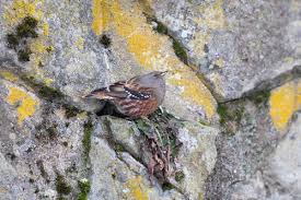 Image result for Prunella collaris