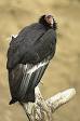 Incertae sedis - Wikipedia, the free encyclopedia